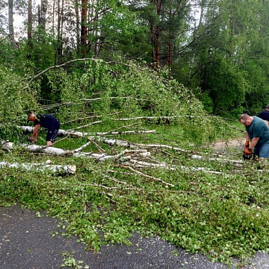 Шквалистый ветер повалил деревья в Тейкове и Тейковском районе